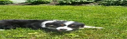 Miniature Australian Shepherd dogs for sale: Patrick - Ad 2