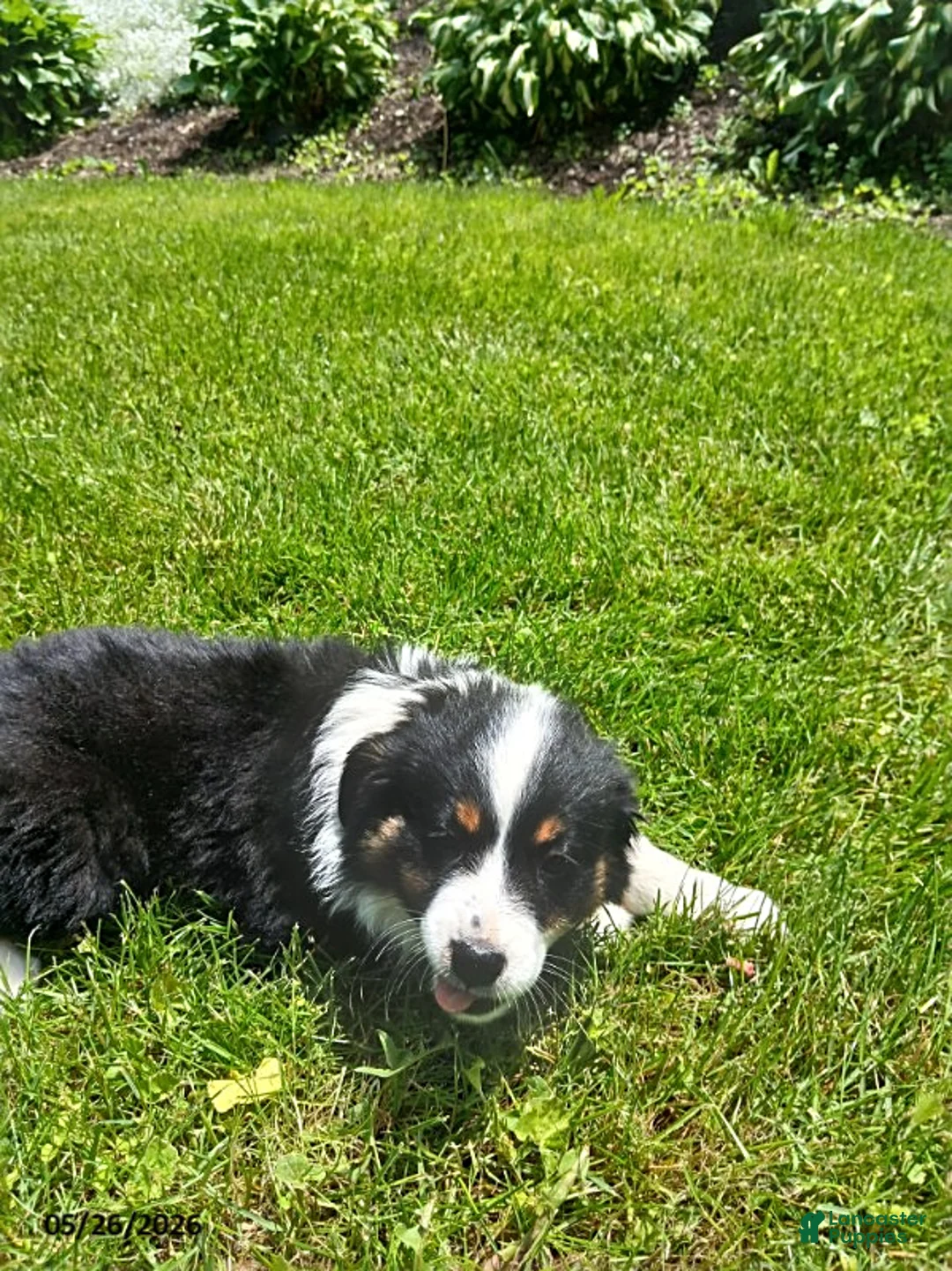Miniature Australian Shepherd dogs for sale: Patrick - Ad 2