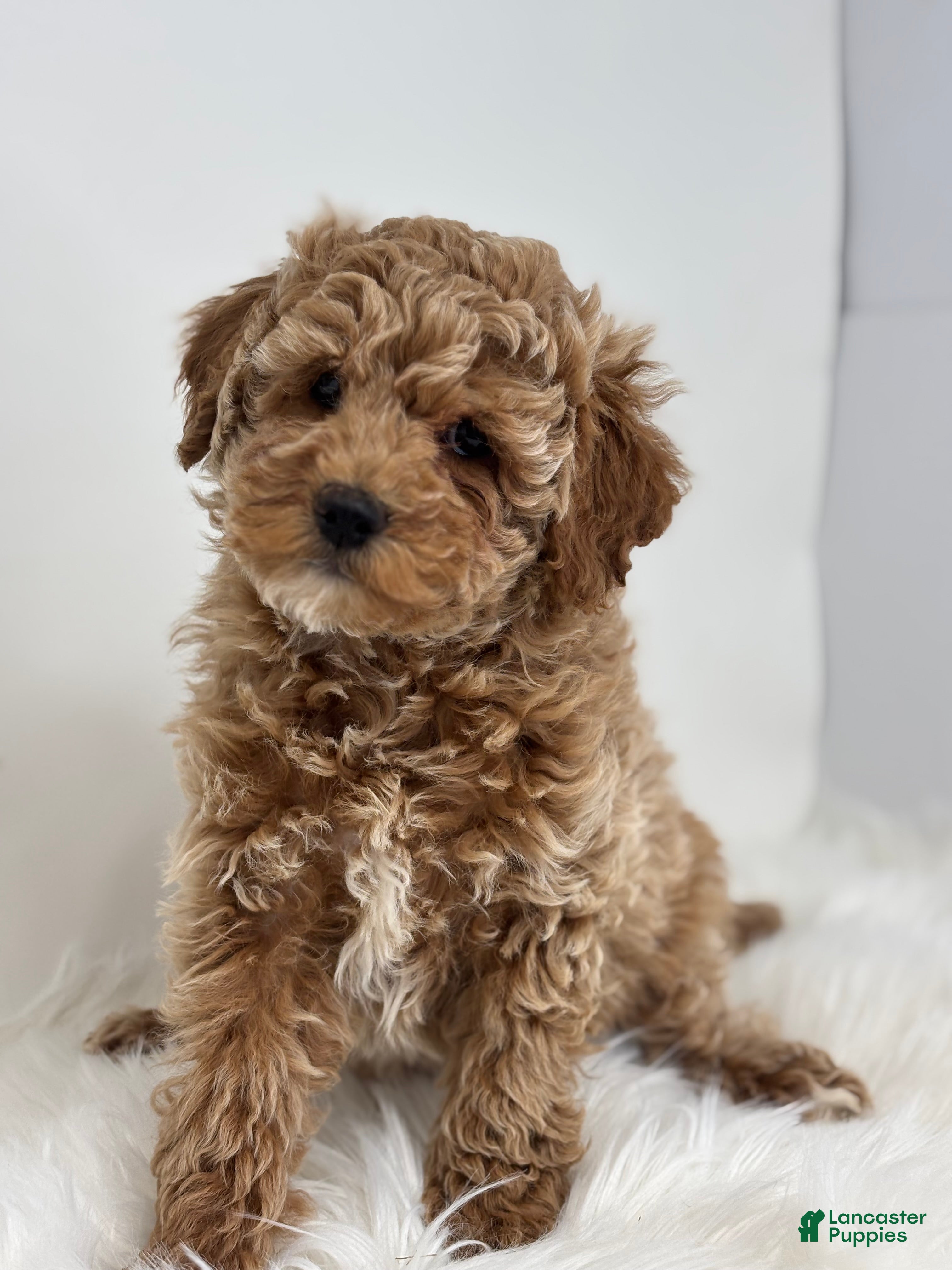 Miniature Poodle dogs Madison - Ad 2