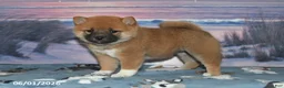 Shiba Inu dogs for sale: Daisy - Ad 1