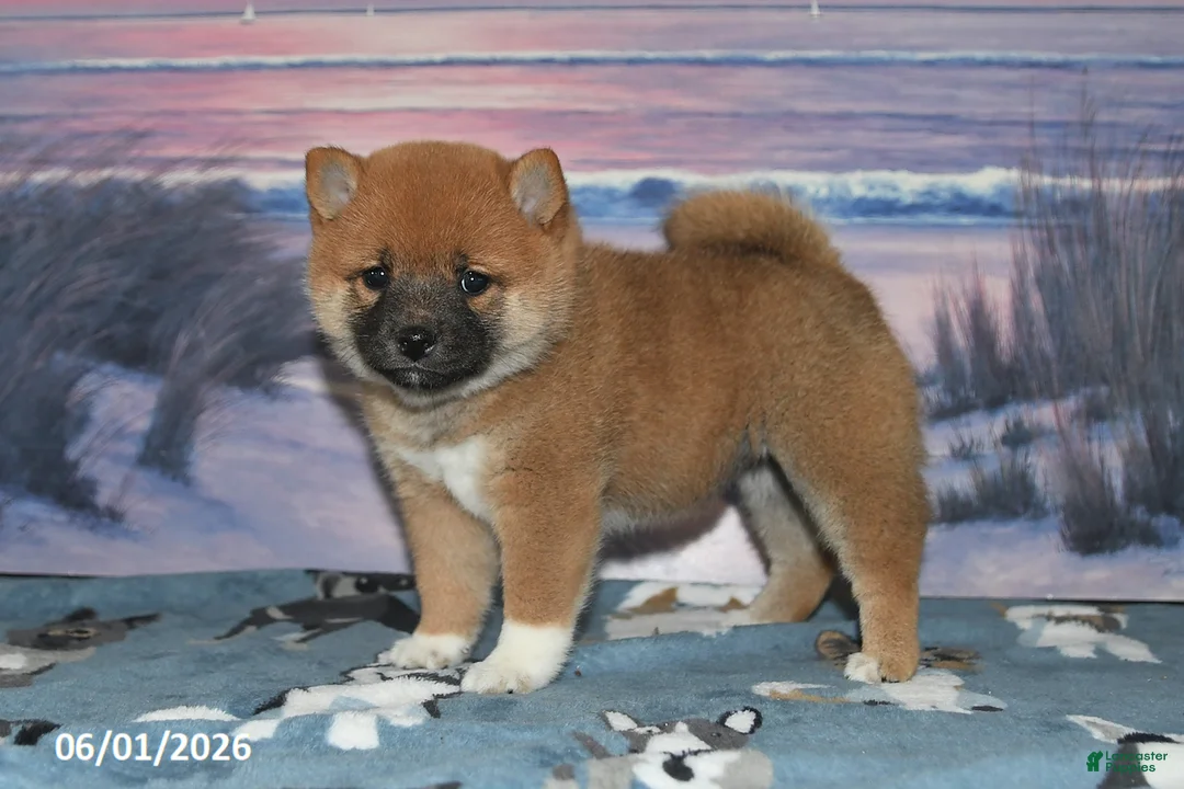 Shiba Inu dogs for sale: Daisy - Ad 1