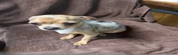 Chihuahua dogs for sale: AKC,Apple head spike,blue & white Merle  - Ad 30