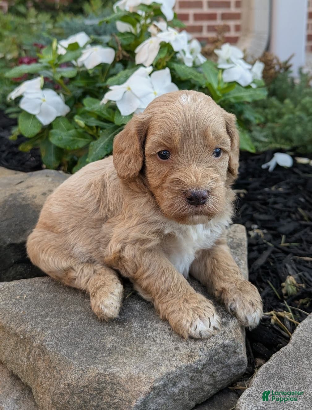 Mini Goldendoodle dogs Percy F1B - Ad 1