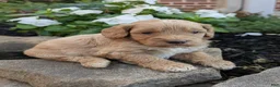 Mini Goldendoodle dogs for sale: Percy F1B - Ad 1