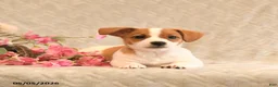 Jack Russell Terrier dogs for sale: Ranger - Ad 5