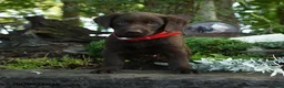 Labrador Retriever dogs for sale: Tiny - Ad 5