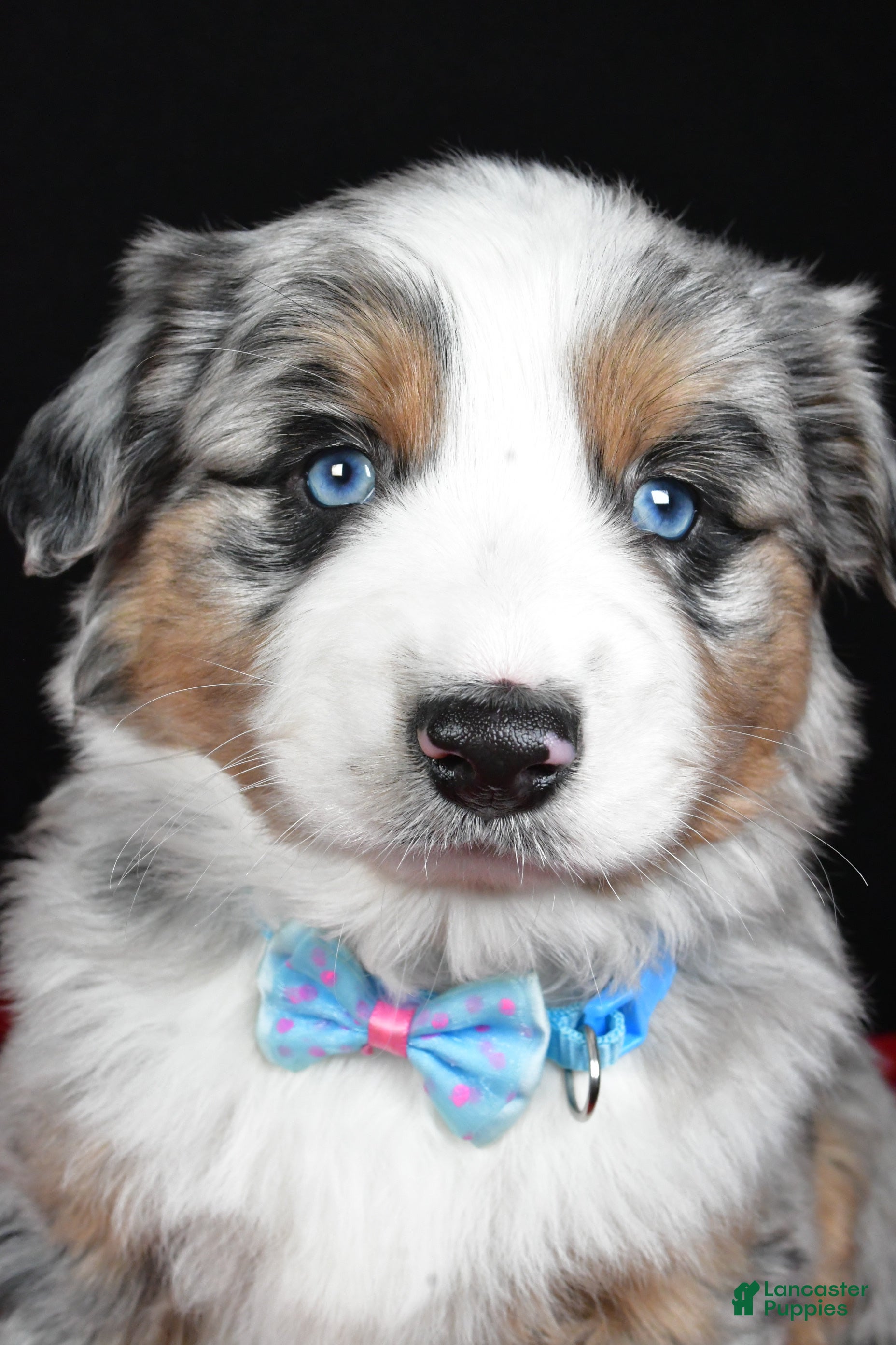 Miniature Australian Shepherd dogs Rexton - Ad 12