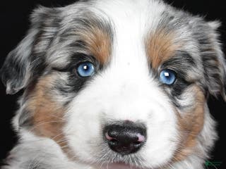 Miniature Australian Shepherd dogs Rexton - Ad 12