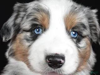 Miniature Australian Shepherd dogs Rexton - Ad 35
