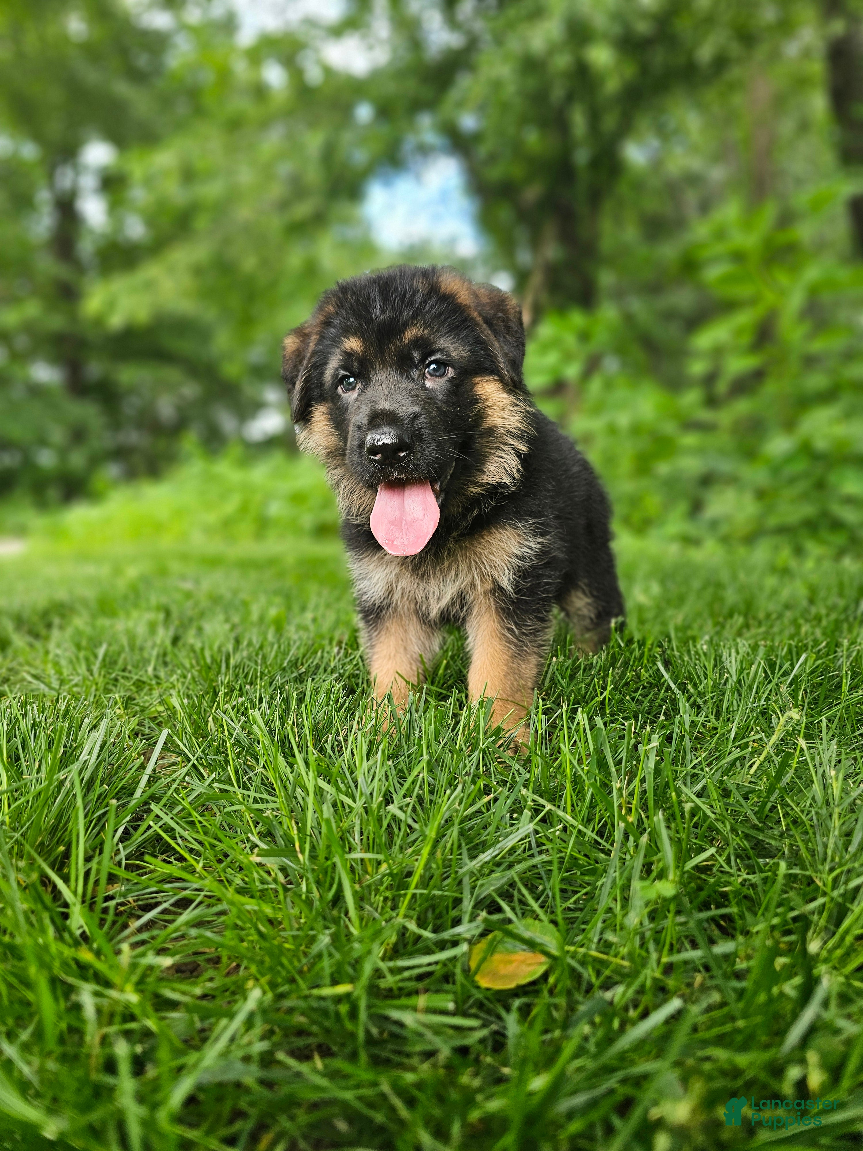 German Shepherd dogs Milo - Ad 1