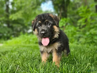 German Shepherd dogs for sale: Milo - Ad 2