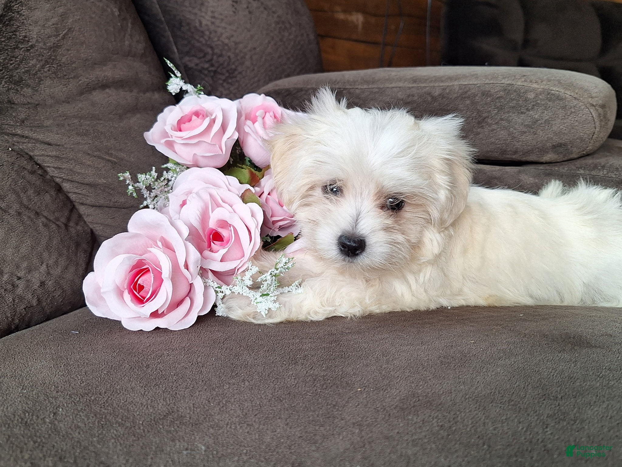 Maltese dogs Snowflake - Ad 2