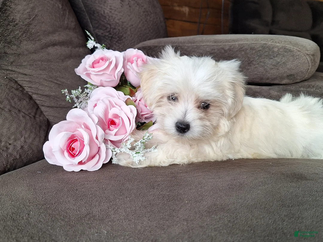 Maltese dogs for sale: Snowflake - Ad 2