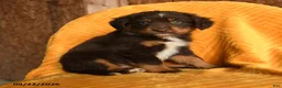 Mixed Breed dogs for sale: Mocha - Ad 2