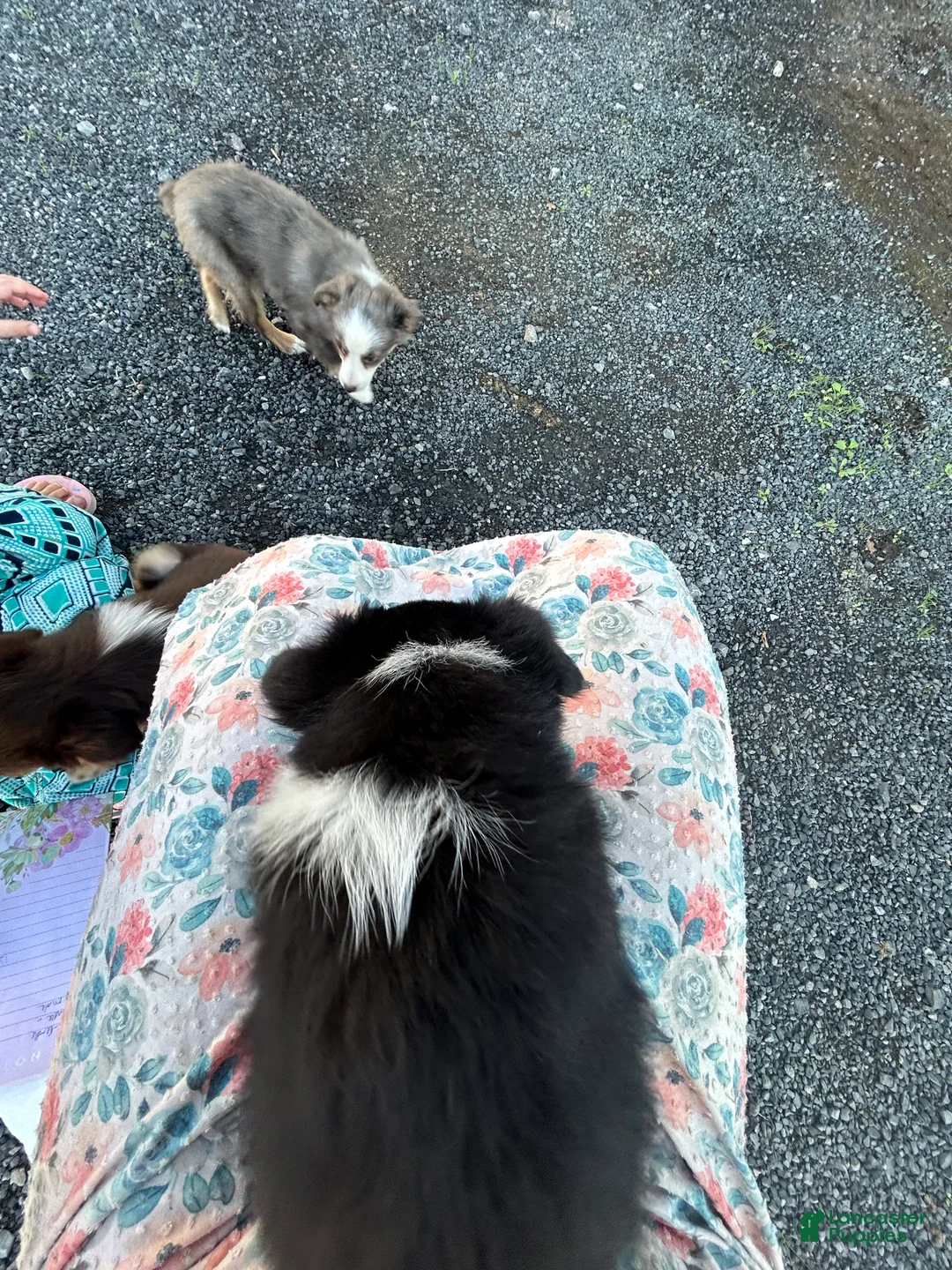 Miniature Australian Shepherd dogs for sale: Dora - Ad 5