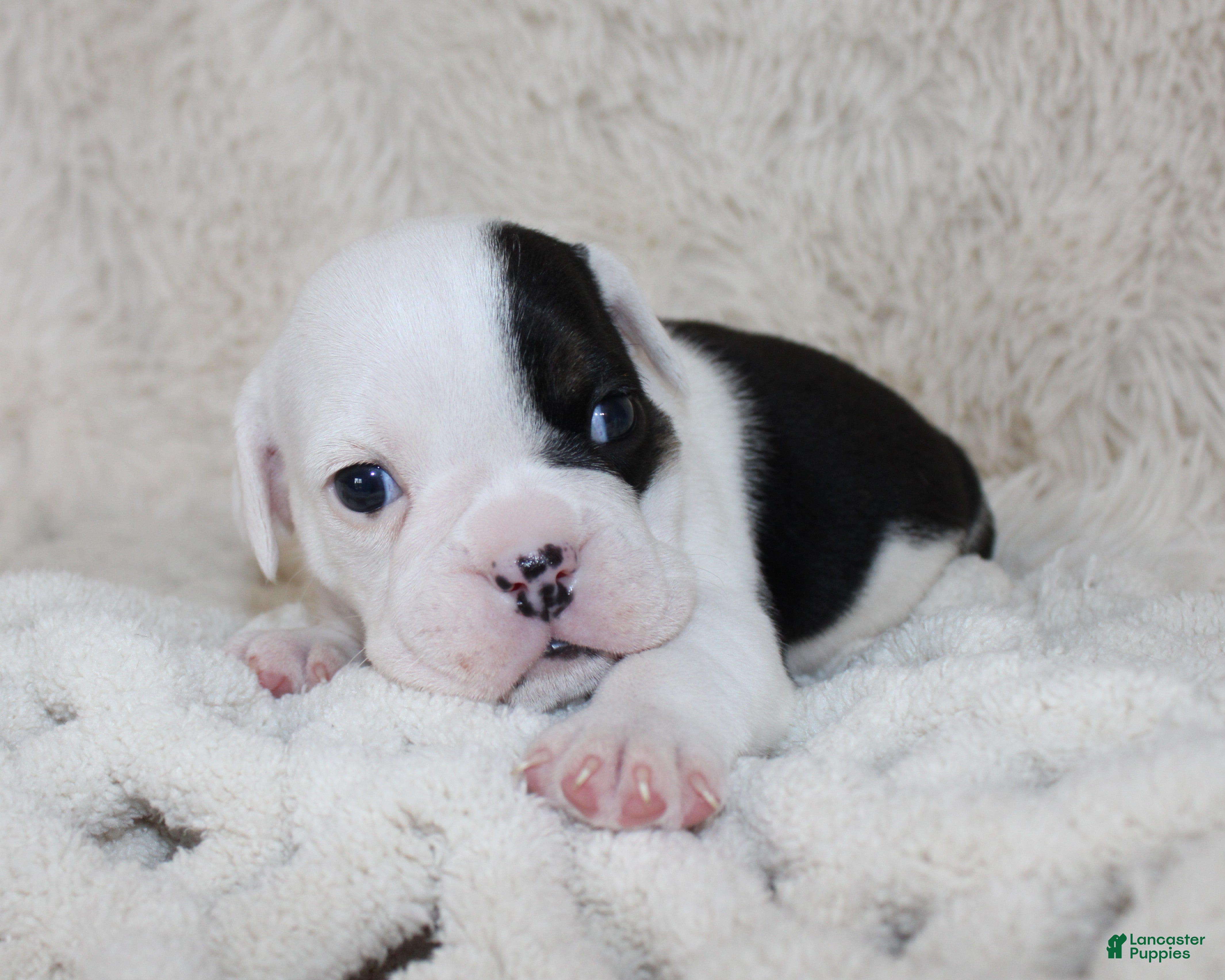 English Bulldog dogs Marley - Ad 1