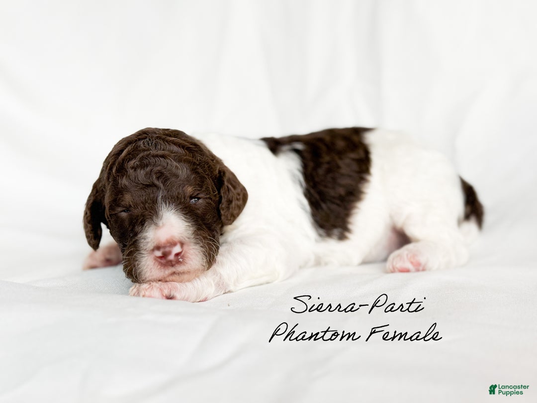 Standard Poodle dogs for sale: Sierra  - Ad 4