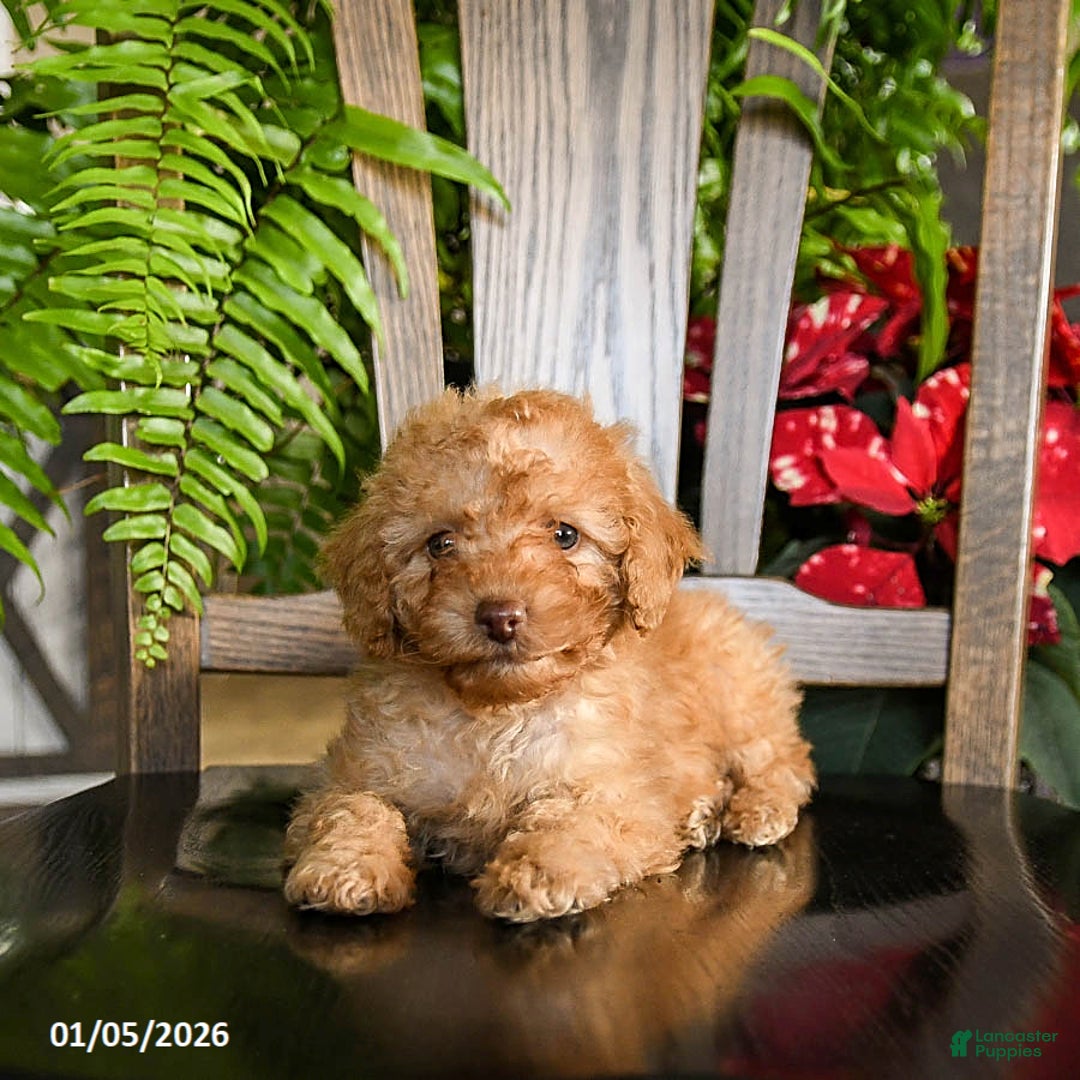 Toy Poodle dogs for sale: Wilbur - Ad 2