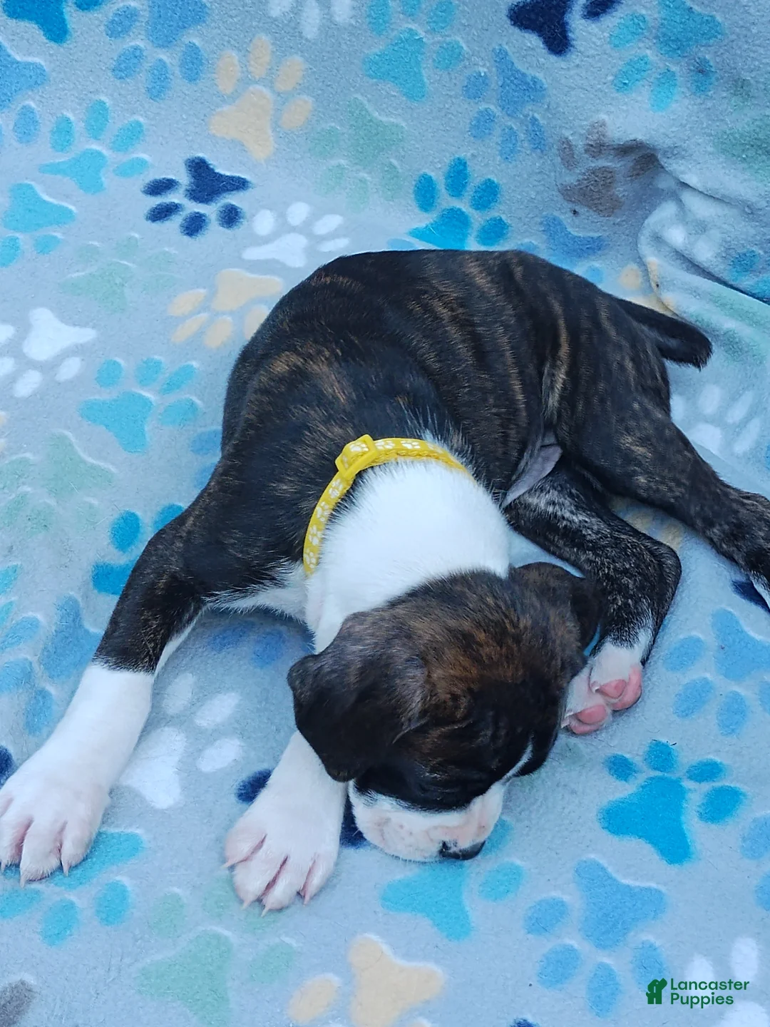 Boxer dogs for sale: Boxer Puppy 7 - Ad 1