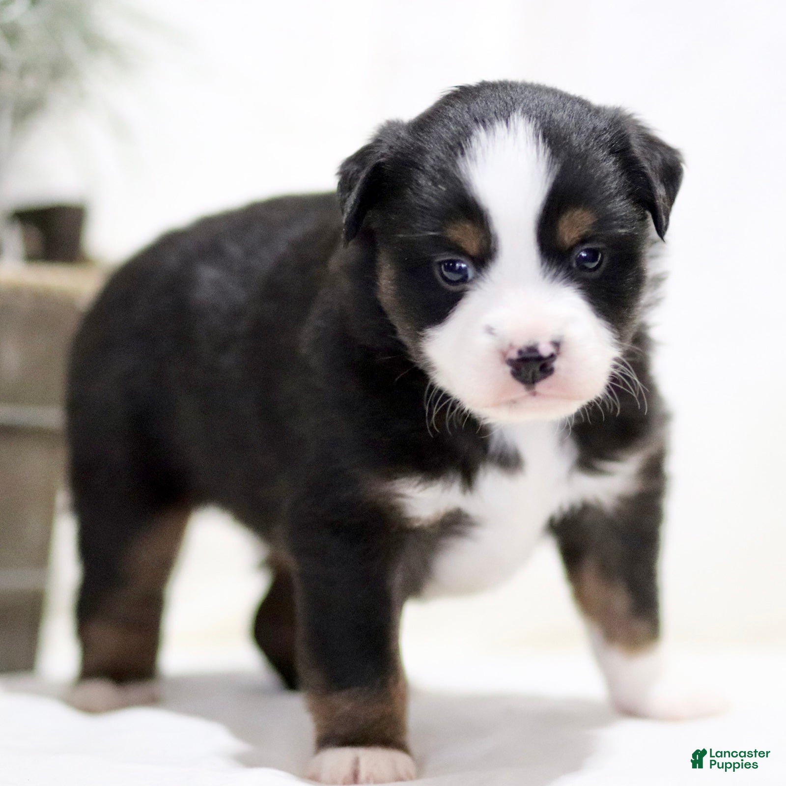 Miniature Australian Shepherd dogs Alex - Ad 1