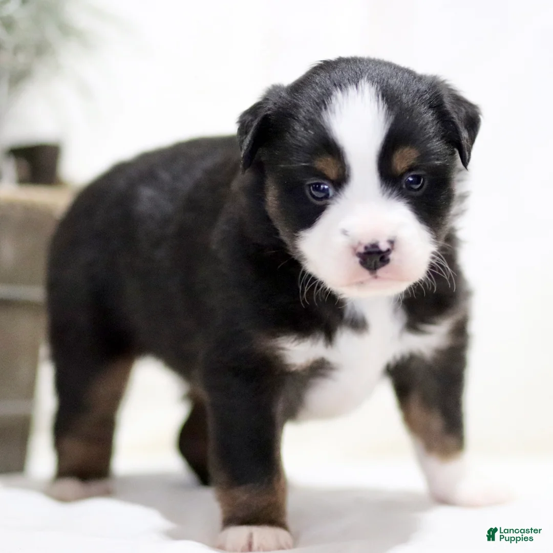 Miniature Australian Shepherd dogs for sale: Alex - Ad 1