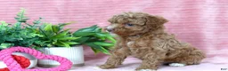 Toy Poodle dogs for sale: Carter-CLEAR GENETIC TEST - Ad 2