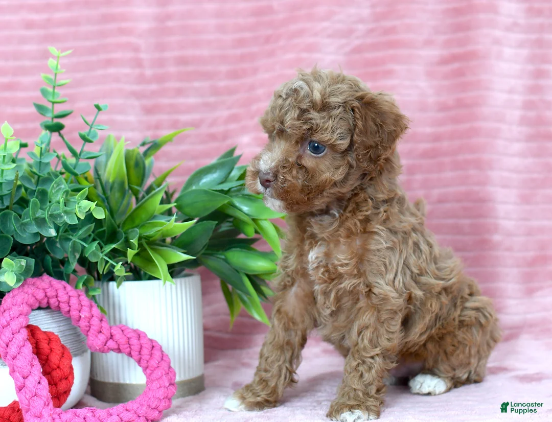 Toy Poodle dogs for sale: Carter-CLEAR GENETIC TEST - Ad 2