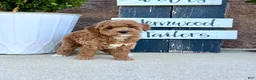 Miniature Poodle dogs for sale: Baby Jasmine❤️🐾AKC Registered❤️Genetic Tested❤️Call 717-529-1907 - Ad 6