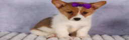 Welsh Corgi Pembroke dogs for sale: Bambi🎀 - Ad 13