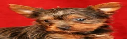 Yorkshire Terrier dogs for sale: Honey - Ad 8