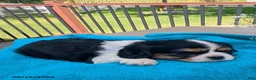 Cavalier King Charles Spaniel dogs for sale: Talith - Ad 4
