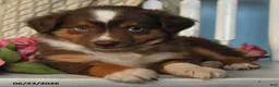 Miniature Australian Shepherd dogs for sale: Penny - Ad 4