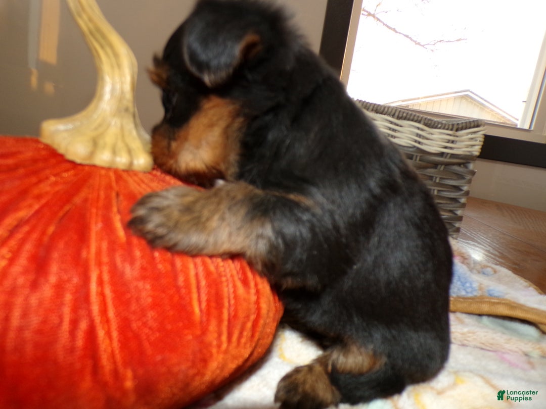 Yorkshire Terrier dogs for sale: Yorkshire Terrier Puppy 3 Trudy - Ad 3