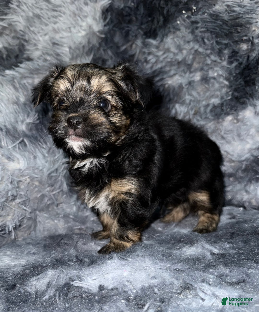 Yorkshire Terrier dogs for sale: Dash - Ad 5