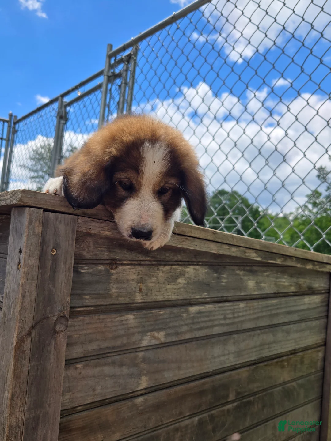 Mixed Breed dogs for sale: Buddy  - Ad 2