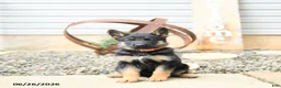 German Shepherd dogs for sale: Lacey - Ad 5