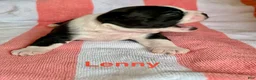 Boston Terrier dogs for sale: Boston Terrier 1 - Ad 6