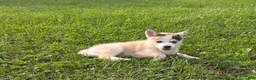 Pomsky dogs for sale: Peanut  - Ad 4