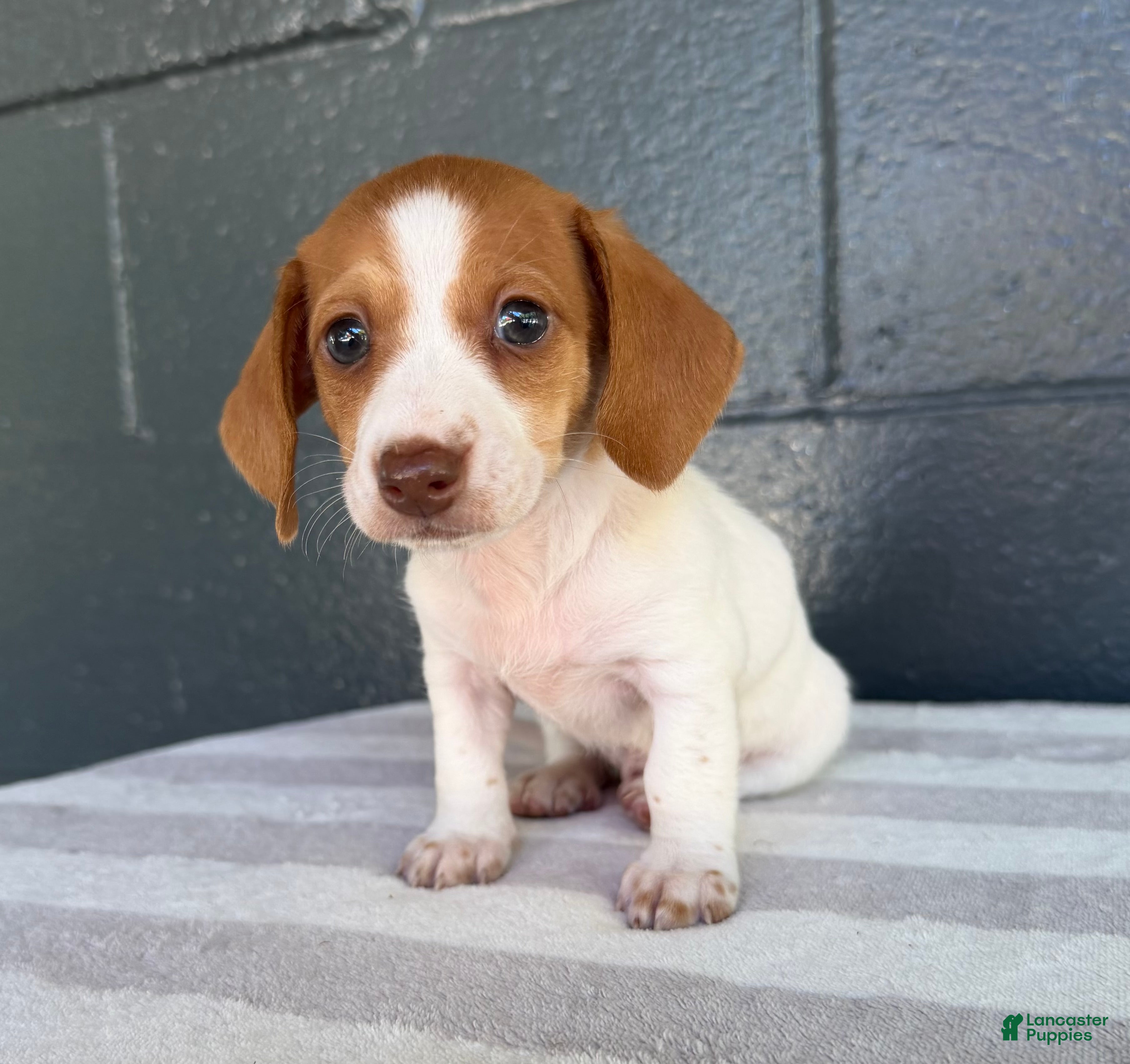Miniature Dachshund dogs Dixie - Ad 2