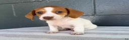 Miniature Dachshund dogs for sale: Dixie - Ad 2