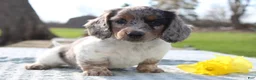 Miniature Dachshund dogs for sale: Ravioli - Ad 6