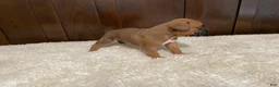Boxer dogs for sale: Max - Ad 7