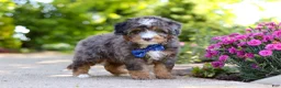 Mini Bernedoodle dogs for sale: Teddy - Ad 3
