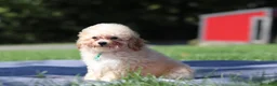 Miniature Poodle dogs for sale: Denver (AKC) - Ad 4