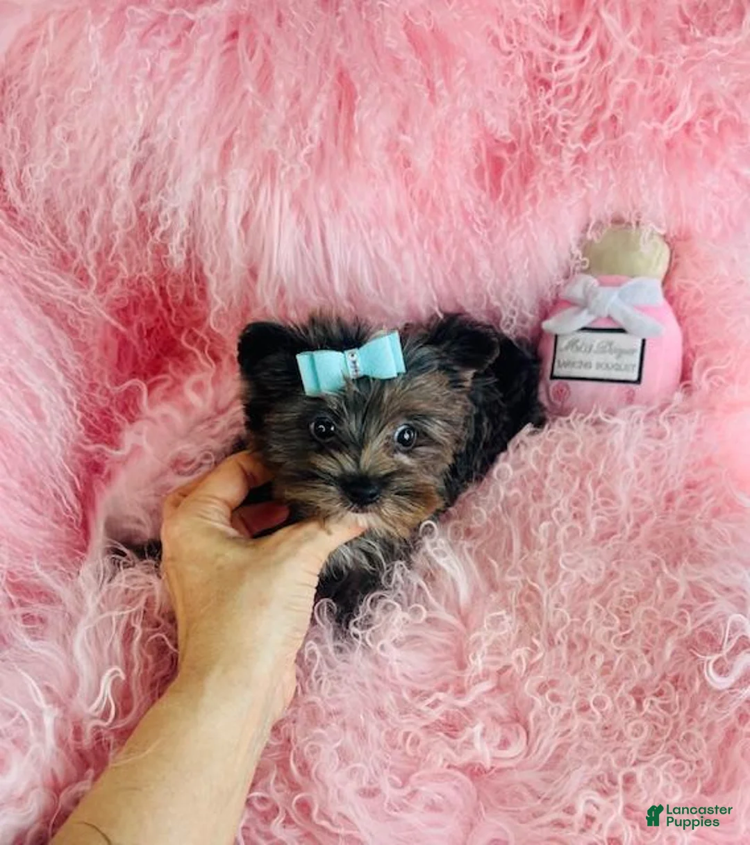Yorkshire Terrier dogs for sale: Yorkshire Terrier Puppy 1 - Ad 4