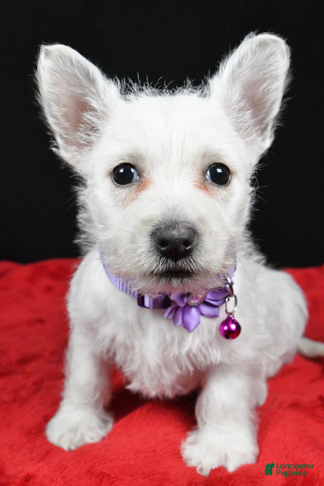 West Highland Terrier dogs for sale: Emmy - Ad 7