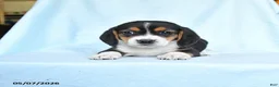 Beagle dogs for sale: Carol  - Ad 3