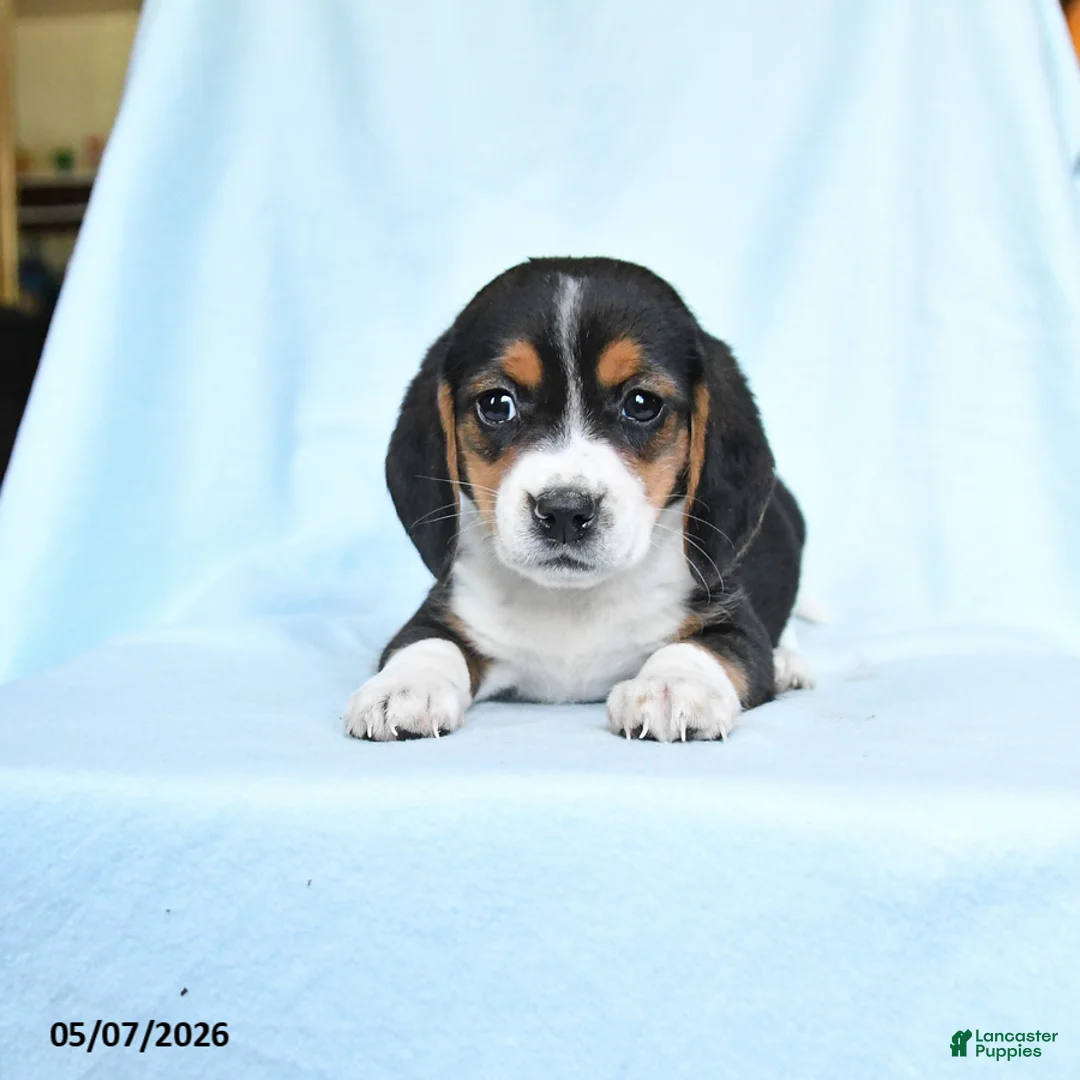 Beagle dogs for sale: Carol  - Ad 3