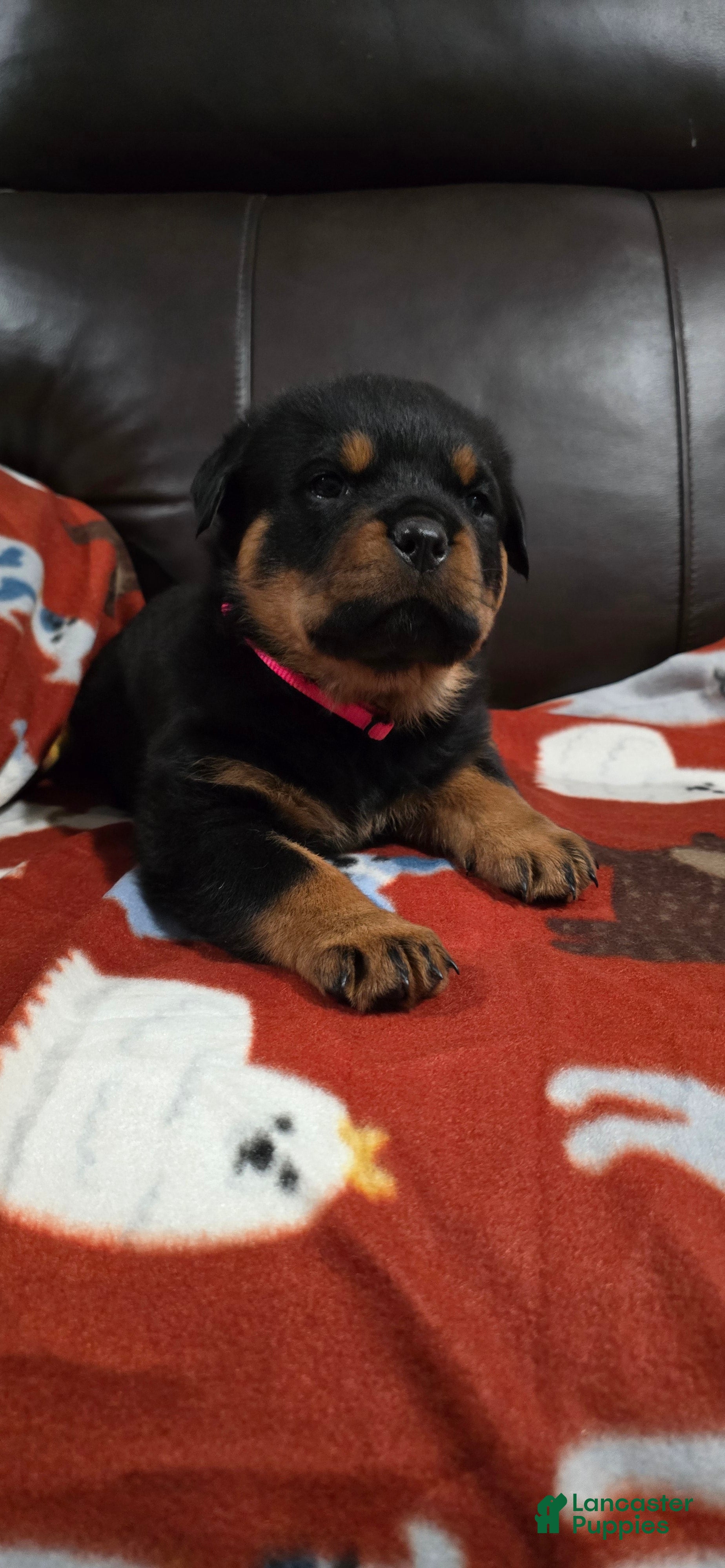 Rottweiler dogs Rottweiler Puppy 5 Pink Girl  - Ad 20