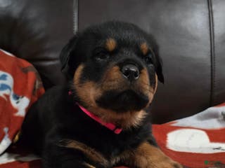 Rottweiler dogs Rottweiler Puppy 5 Pink Girl - Ad 6